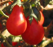 Tomato Red Fig