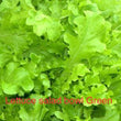 Lettuce salad bowl green