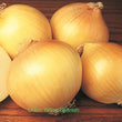 Onion yellow Spanish