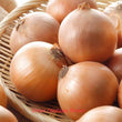 Onion gladalan brown