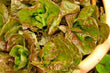 Lettuce mignonette brown