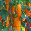 Bulgarian carrot chilli
