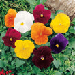 Pansy clear crystal mix
