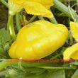 Summer squash yellow bush scallop