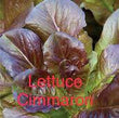 Lettuce cimmaron