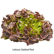 Lettuce oak leaf red