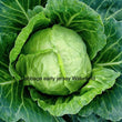 Cabbage Early jersey Wakefield