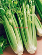 Celery tall Utah