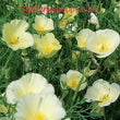 Californian poppy alba