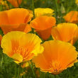 Californian poppy Aurantiaca orange