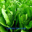 Lettuce cos Verdi