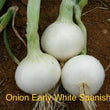 Onion early white Spanish