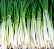 Spring onion evergreen