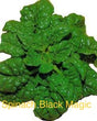 Spinach black magic
