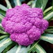 Cauliflower purple Sicily