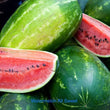 Watermelon- All Sweet